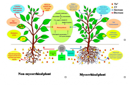 [Part 1] Multi-Role Microbes In Agriculture: Arbuscular Mycorrhizal ...