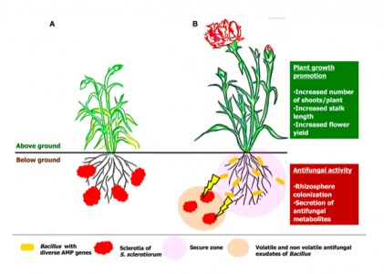 [Part 3] Multi-Role Microbes in Agriculture: Bacillus spp. - CustomAgIntel